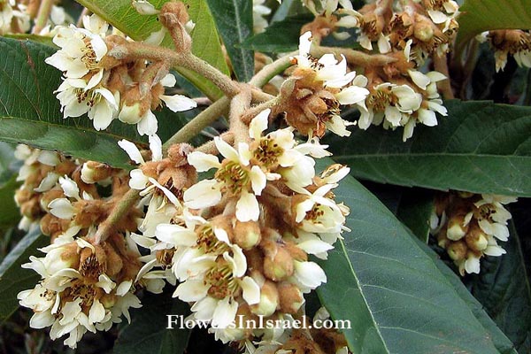 Israel, exotic flowers,Eriobotrya japonica, Mespilus japonica, Photina japonica, Loquat, Medlar tree, שסק,אסקדיניה ,أسكدنيا