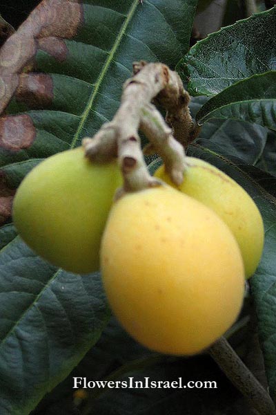 Martha's backyard, exotic flowers,Eriobotrya japonica, Mespilus japonica, Photina japonica, Loquat, Medlar tree, שסק,אסקדיניה ,أسكدنيا