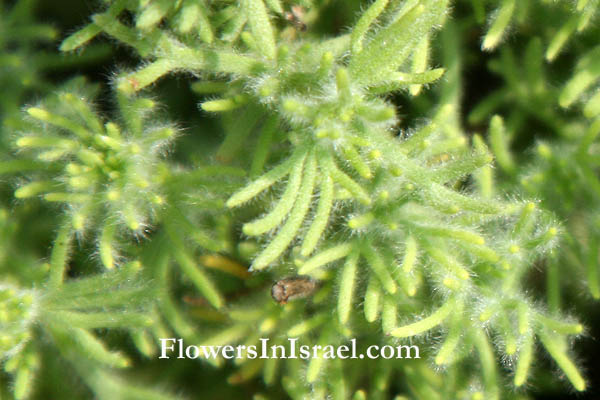 Eriocephalus africanus, Cape snow bush, African rosemary, צמרר אפריקני