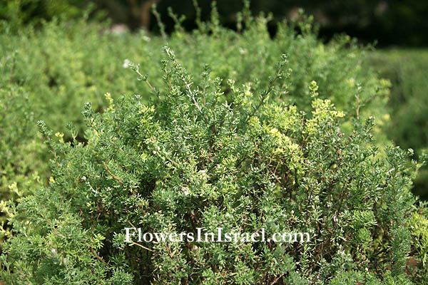 Eriocephalus africanus, Cape snow bush, African rosemary, צמרר אפריקני