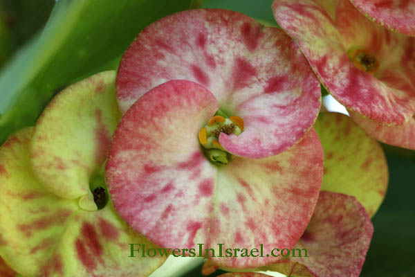 Euphorbia Millii, Euphorbia splendens, Crown of Thorns, Christplant,חלבלוב קוצני