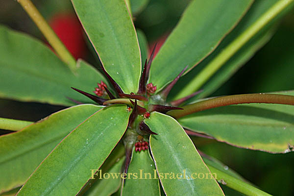 crown of flower