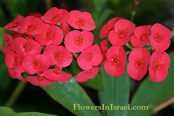 Euphorbia Millii, Euphorbia splendens, Crown of Thorns, Christplant,חלבלוב קוצני