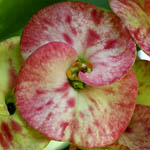 Euphorbia Millii, Israel, Flora, Flowers, Plants