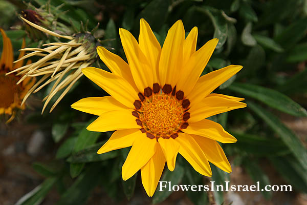 Flores em Israel, Flowers in Israel