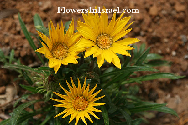 Gazania rigens, Treasure flower, גזניה ריגנס ,פרח הסתדרות, Histadrut flower/Union flower