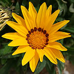 Gazania rigens, Israel, Flora, Flowers, Plants