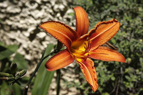 Hemerocallis fulva, Orange Daylily, Tawny Daylily, Tiger Daylily , Ditch Lily, המרוקליס כתום