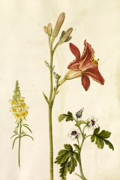 Hemerocallis fulva, Orange Daylily, Tawny Daylily, Tiger Daylily , Ditch Lily, המרוקליס כתום
