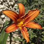Gazania rigens, Israel, Flora, Flowers, Plants