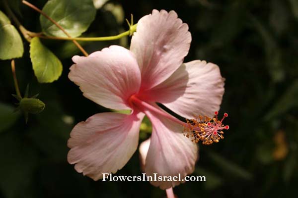 Exotic flowers in Israel