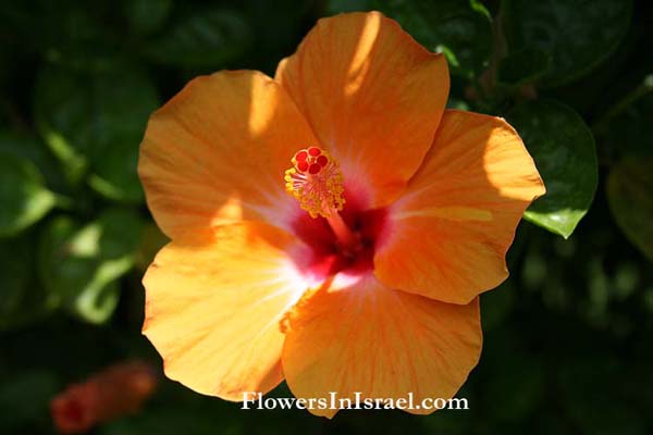 Hibiscus rosasinensisChinese hibiscus Shoe flower 