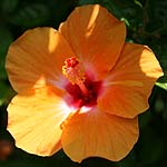 Hibiscus syriacus, Israel, Flora, Flowers, Plants