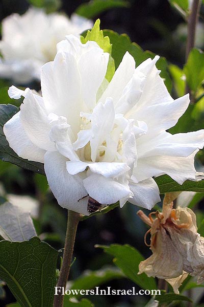 Hibiscus syriacus,Shrub Althea, Rose-of-Sharon, היביסקוס