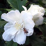 Hibiscus syriacus, Israel, Flora, Flowers, Plants