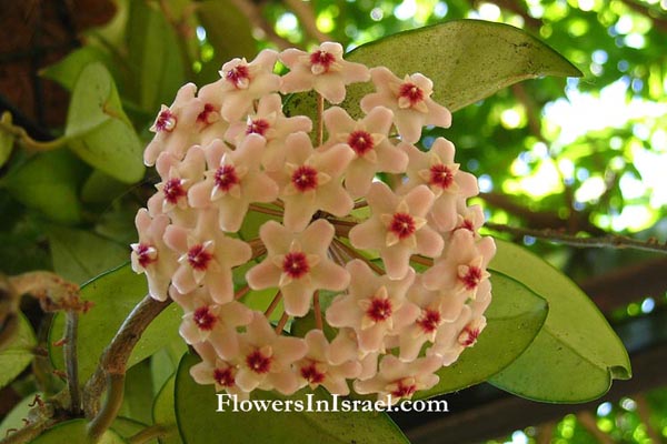 Plants In Israel Hoya Bella