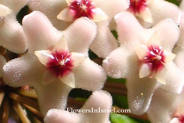 Martha's backyard, exotic flowers