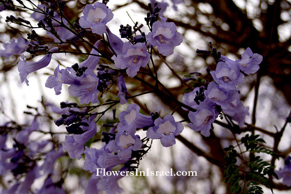 Jacaranda acutifolia,Jacaranda mimosifolia,Blue Jacaranda,ז'קרנדה חדת עלים ,סיגלון