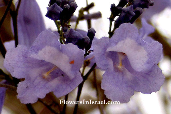 Jacaranda acutifolia,Jacaranda mimosifolia,Blue Jacaranda,ז'קרנדה חדת עלים ,סיגלון