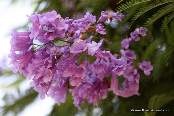 Jacaranda acutifolia,Jacaranda mimosifolia,Blue Jacaranda,ז'קרנדה חדת עלים ,