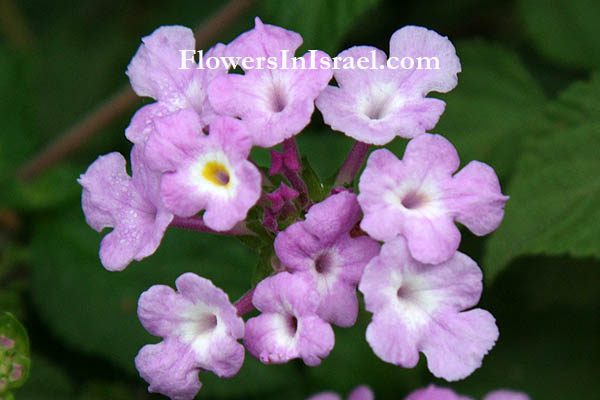 Lantana montevidensis, trailing shrubverbena, trailing lantana, weeping lantana, לנטנה לילכית ,לנטנה עדינה