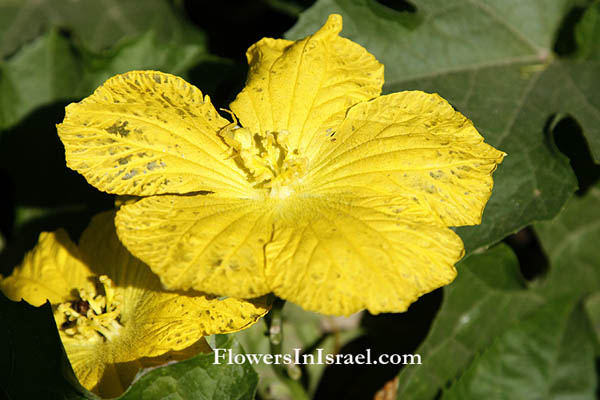 Luffa aegyptiaca, Luffa cylindrica, Sponge gourd, לופה