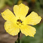 Luffa aegyptiaca, Israel, Flora, Flowers, Plants