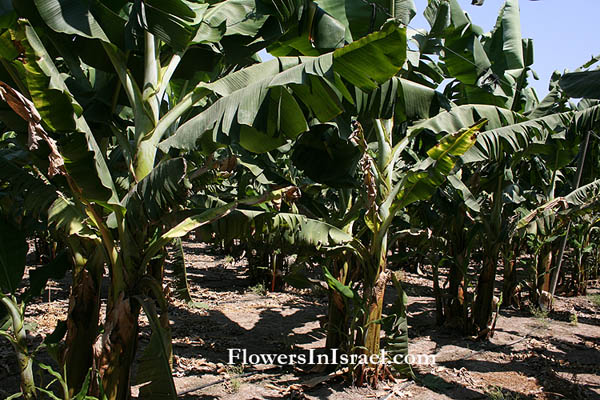 Musa acuminata,Musa cavendishii, Musa chinensis, Musa zebrina, Banana, موز ,Mawz ,מוז, בננה