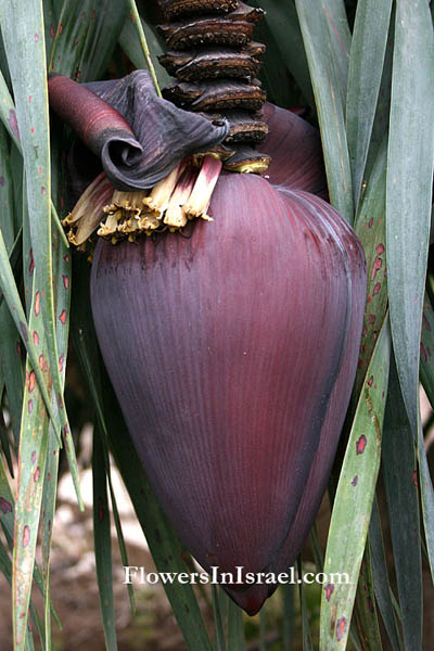 Martha's backyard, exotic flowers,Musa acuminata,Musa cavendishii, Musa chinensis, Musa zebrina, Banana, موز ,Mawz ,מוז, בננה