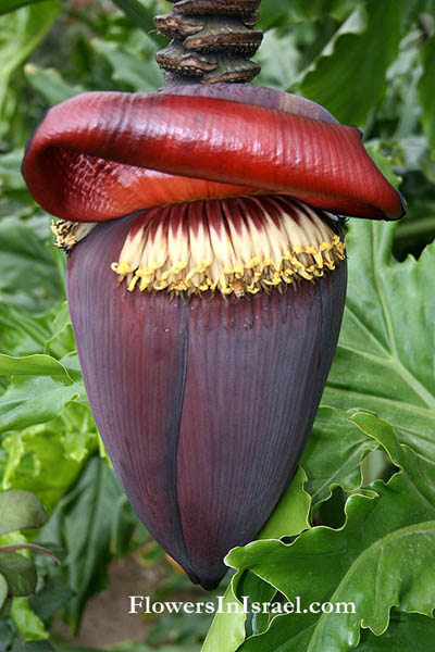 Martha's backyard, exotic flowers, Musa acuminata,Musa cavendishii, Musa chinensis, Musa zebrina, Banana, موز ,Mawz ,מוז, בננה