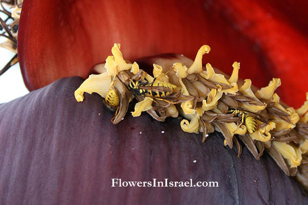 Martha's backyard, exotic flowers, Musa acuminata,Musa cavendishii, Musa chinensis, Musa zebrina, Banana, موز ,Mawz ,מוז, בננה