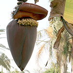 Musa banana, Israel, Flora, Flowers, Plants