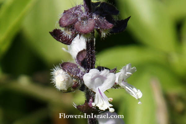 Ocimum basilicum,Sweet basil, Holy basil, Sacred basil, בזיליקום, ריחן, الريحان