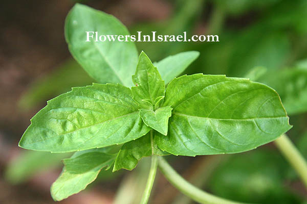 Ocimum basilicum,Sweet basil, Holy basil, Sacred basil, בזיליקום, ריחן, الريحان