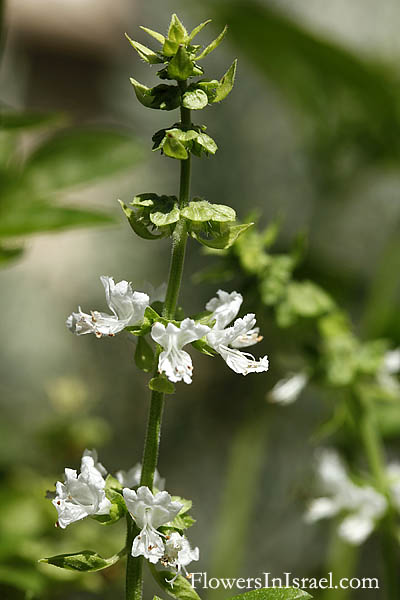 Ocimum basilicum,Sweet basil, Holy basil, Sacred basil, בזיליקום, ריחן, الريحان