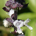 Ocimum basilicum, Israel, Flora, Flowers, Plants