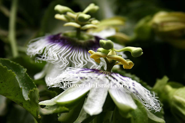 Martha's backyard, exotic flowers, Passiflora edulis, שעונית נאכלת