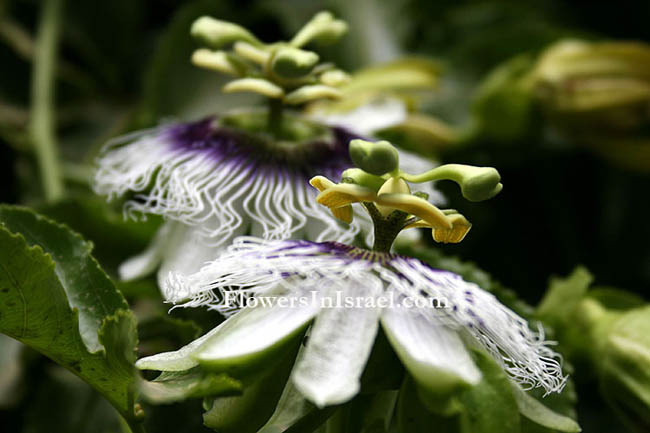 Martha's backyard, exotic flowers, Passiflora edulis, שעונית נאכלת