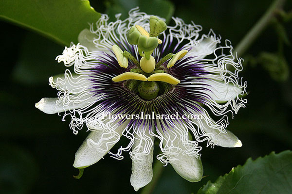 Martha's backyard, exotic flowers, Passiflora edulis, שעונית נאכלת