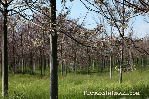 Paulownia tomentosa, Blue Dragon Tree, Empress Tree, Princess Tree, Foxglove Tree, פולובניה הדורה ,עץ הקיסר ,עץ הנסיכה