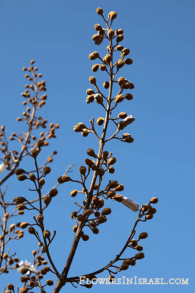 Paulownia tomentosa, Blue Dragon Tree, Empress Tree, Princess Tree, Foxglove Tree, פולובניה הדורה ,עץ הקיסר ,עץ הנסיכה