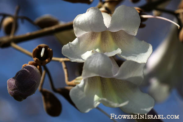 Paulownia tomentosa, Blue Dragon Tree, Empress Tree, Princess Tree, Foxglove Tree, פולובניה הדורה ,עץ הקיסר ,עץ הנסיכה