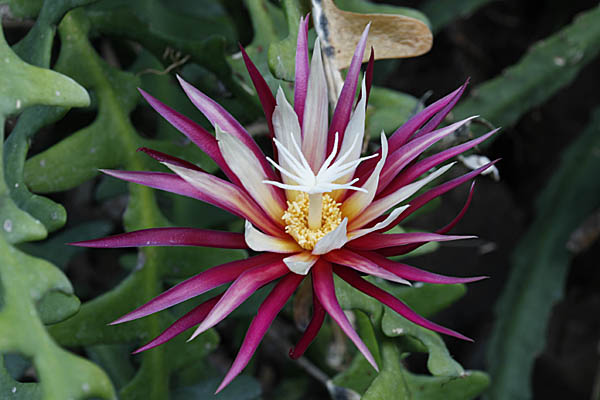 Selenicereus anthonyanus,Cryptocereus anthonyanus, Fish Bone Cactus, Rick Rack Cactus, Zig-zag cactus,קריפטוצראוס זיגזגי