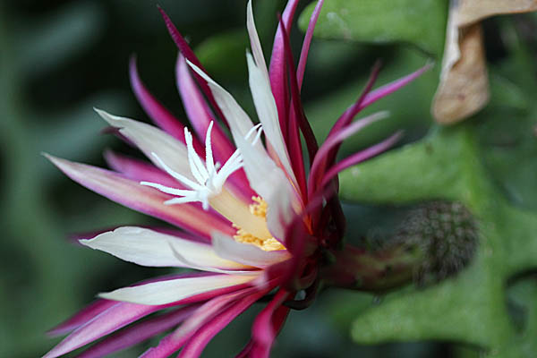 Selenicereus anthonyanus,Cryptocereus anthonyanus, Fish Bone Cactus, Rick Rack Cactus, Zig-zag cactus,קריפטוצראוס זיגזגי