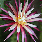 Selenicereus anthonyanus, Israel, Flora, Flowers, Plants