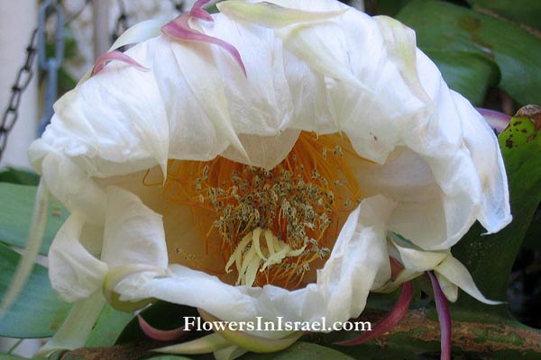 Selenicus grandifloras,Night-blooming cereus, Queen of the night, Deer-Horn Cactus, מלכת הלילה