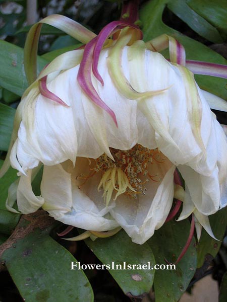 Selenicus grandifloras,Night-blooming cereus, Queen of the night, Deer-Horn Cactus, מלכת הלילה