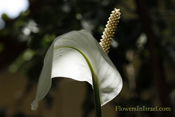 Spathiphyllum wallisii, Peace lily, White sails, Spathe flower, Cobra plant, ספטיפיליום וליס