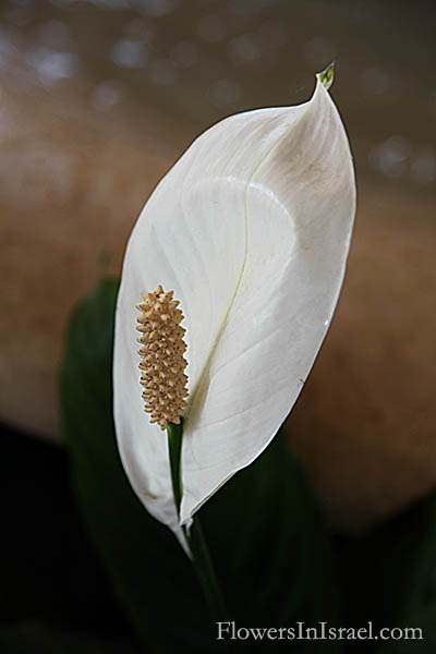 Spathiphyllum wallisii, Peace lily, White sails, Spathe flower, Cobra plant, ספטיפיליום וליס