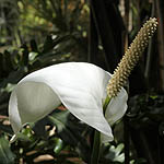 Spathiphyllum wallisii, Israel, Flora, Flowers, Plants